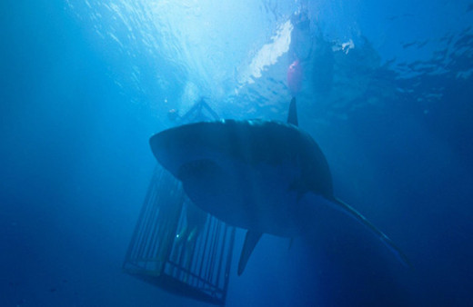 Denizde Dehşet filmi fragmanı - Sinemalarda bu hafta