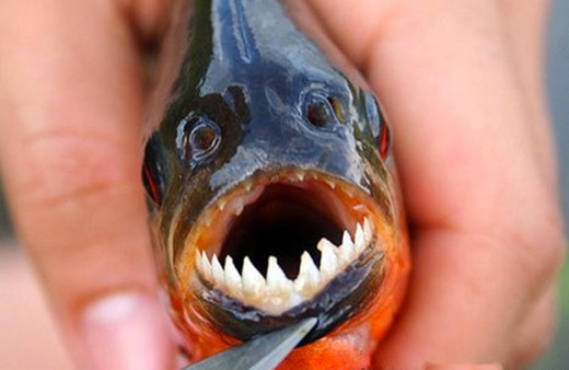 Kızılırmak'ta oltaya takılan piranaların sırrı çözüldü