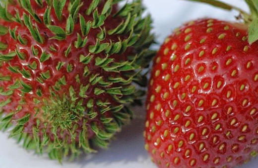 Hiç böyle çilek gördünüz mü?