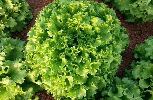 Kıvırcık salatanın bilmediğiniz faydaları