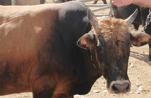 Dikkat! Kurban Bayramı'nda bunları yapana büyük ceza var