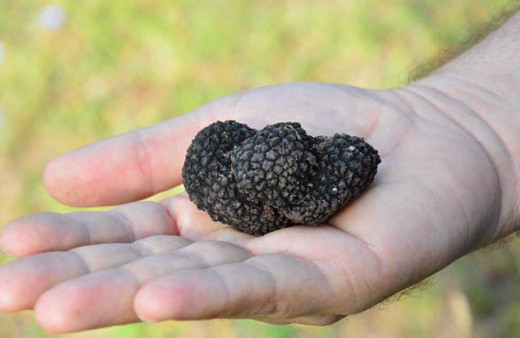 Amasya'da bulundu kilosu 200 ila 3 bin 500 avro civarında satılıyor