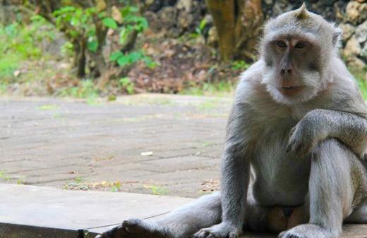 Maymunlar cehennemi filmi Endonezya'da gerçek oldu