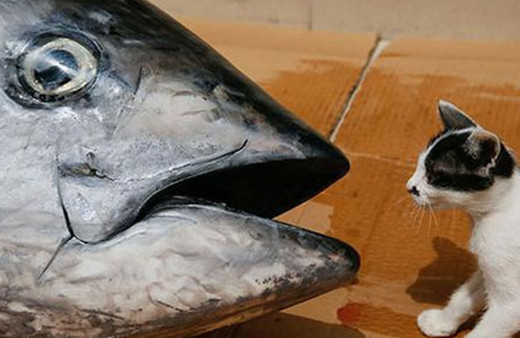 2 metrelik orkinos oltaya takıldı