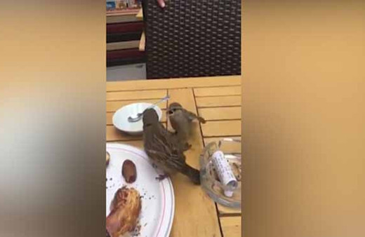 Anne serçe yavrularını böyle besledi!