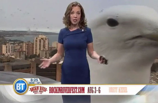 Dev martı canlı yayını böyle sabote etti