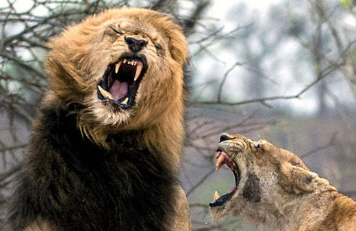 Kenya'da aslanlar bir kişiyi parçaladı