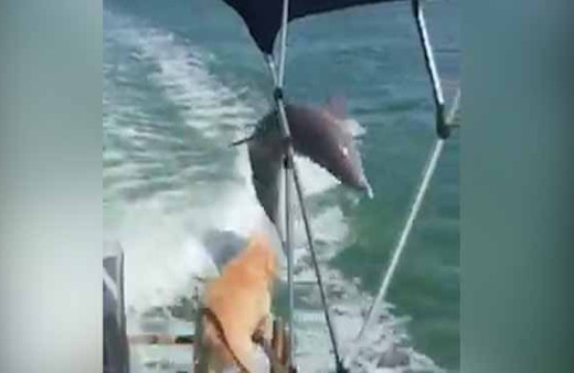 Yunus görünce heycanlanan sevimli köpek