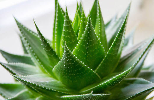 Evinizi temizleyen 5 muhteşem bitki