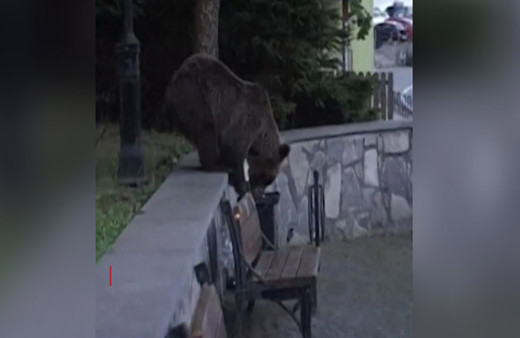 Aç kalan ayılar kasabaya indi!