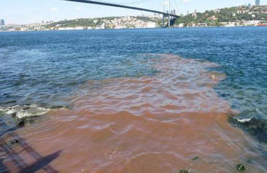 İstanbul Boğazı'na yine kurban kanı aktı