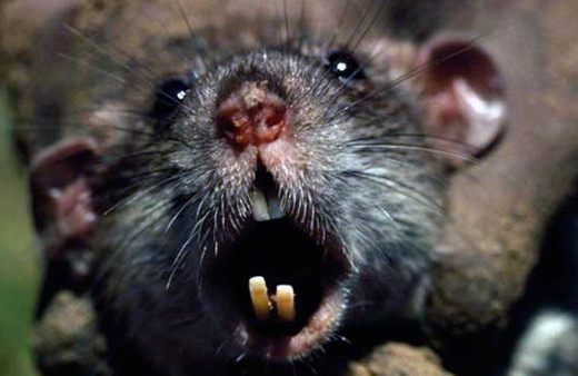 Dehşet saçtılar! uyuyan felçli çocuğun...