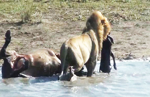 Aslan avının hamile olduğunu anladı yaptığı şey inanılmaz