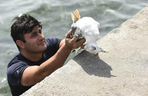 Yaralı martıyı itfaiyeci kurtardı