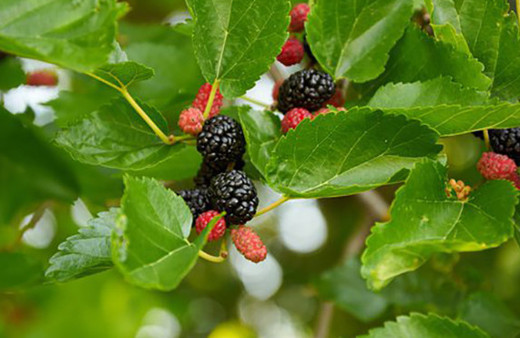 Yaprağı meyvesi kadar faydalı!