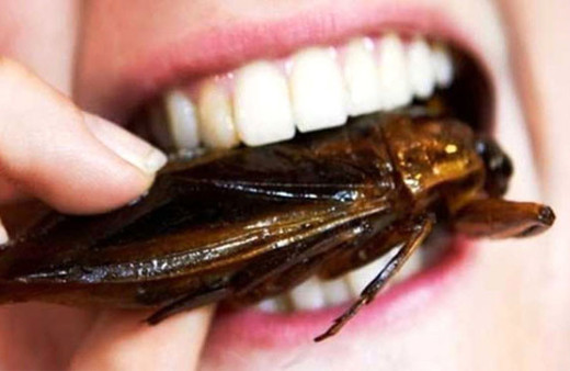 İğrendiriyor fakat hamam böceği süper besin olacak