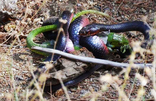 Bir anda üzerine atladı ama her şey için çok geçti