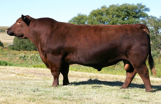 İthal hayvanlar için "nakil hastalığı" uyarısı