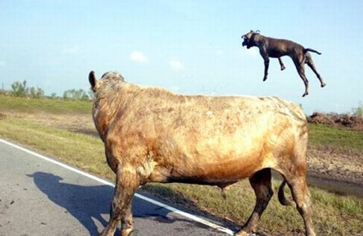 Uçan Pitbullu görenler şaştı kaldı bir anda saldırdı ama...