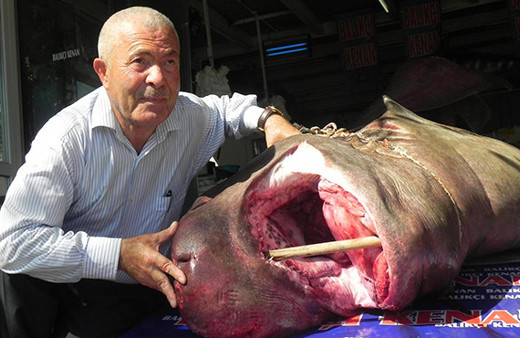 1 ton 200 kilo ağırlığındaki köpek balığı yakaladılar