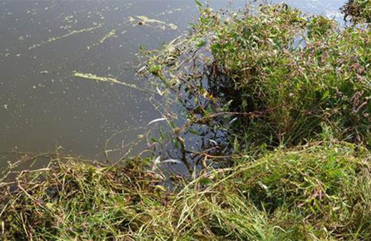 Vatandaşlara ilginç anons: 'Balıkları eve götürmeyin!'