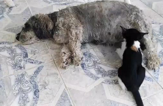 Muğla'da yavru kediyi emziren köpek herkesi şaşkına çevirdi