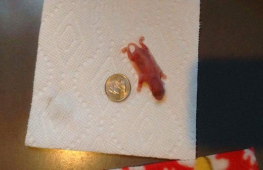 Onu bahçelerinde buldular gözlerine inanamadılar!