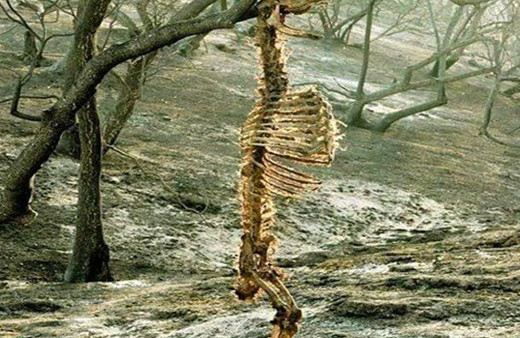 Onu ağaca asılı halde buldular kimse görüntüye anlam veremedi