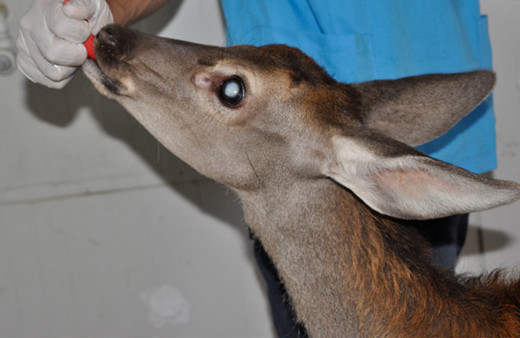 Afyon Kocatepe Üniversitesi'nden bir ilk 'Geyik yavrusuna katarakt ameliyatı'