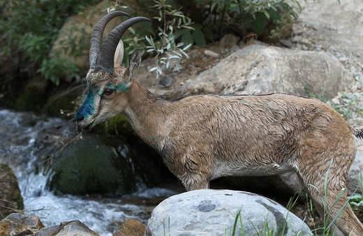 Hakkari'de tedavi edilen yaban keçisi doğaya bırakıldı