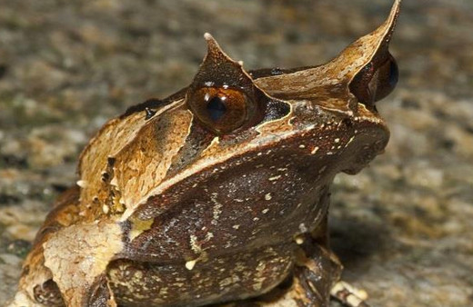 Boynuzlu kurbağa bir dinazoru bile yiyebilir