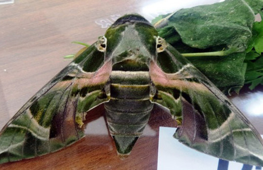 Nadir rastlanan 'mekik kelebeği' Sakarya'da görüldü