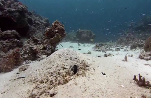 Tuncel Kurtiz'in sesinden 'Mahkum Balıklar' belgeseli