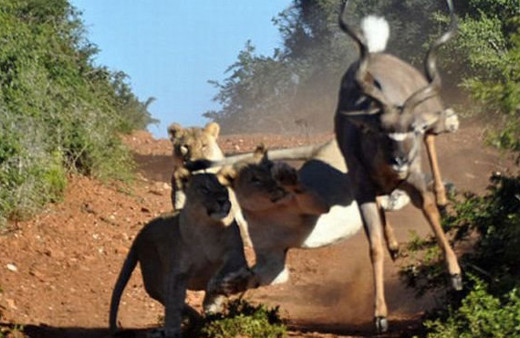 3'e 1 yakaladılar bir anda saldırdılar ama...