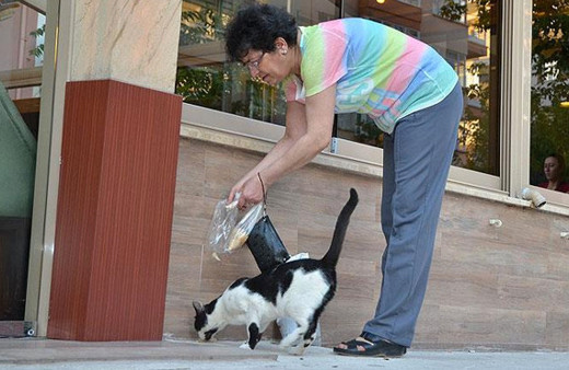 Hem sağlığı için yürüyor hem de sokak hayvanlarına bakıyor