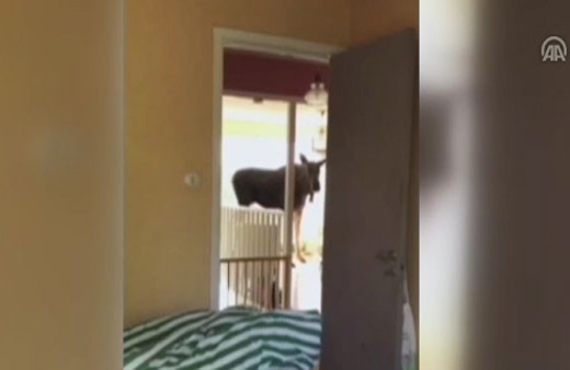 İsveç'te sarhoş geyik eve girdi