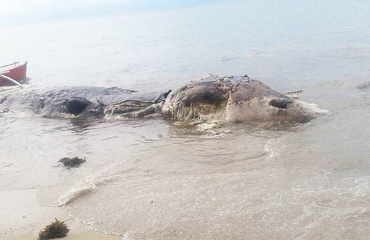 Bu gizemli yaratık neyin nesi dünya hayrete düştü