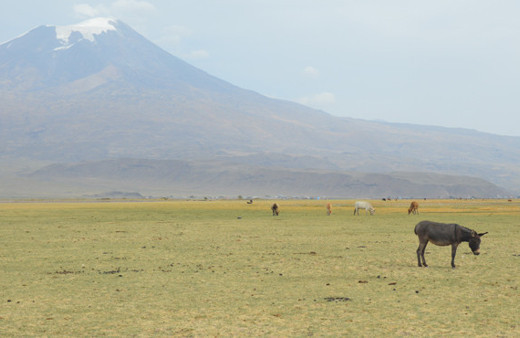 Ağrı Dağı eteklerindeki köylüler kuraklıkla mücadele ediyor