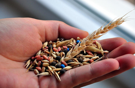  Türkiye  İsrail'e tohumluk ihraç ediyor