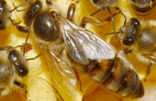 Kraliçe arı olmak kolay iş değil bakın nasıl görüntülendi