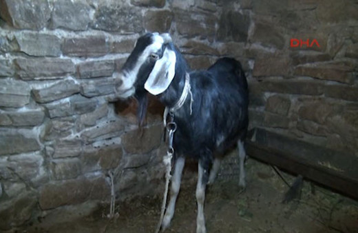 Köyü karıştıran korkunç iddia! Keçiye tecavüz edip kaçtı