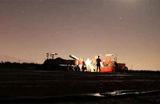 Bu meyvenin başında gece gündüz nöbet tutuyorlar! 