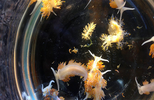 Tsunami tüm deniz canlılarını başka yere taşıdı