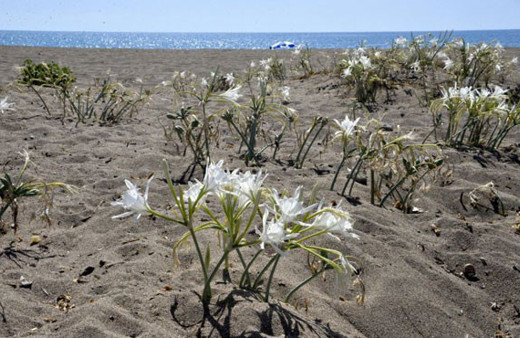 Bu çiçeği koparmanın cezası 38 bin lira