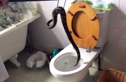 5 yaşındaki çocuk klozette piton buldu