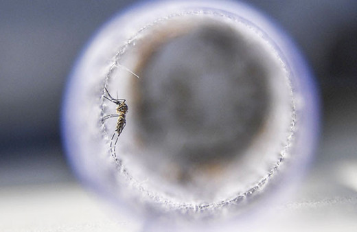 Beyin kanserine yeni çare zika virüsü mü?