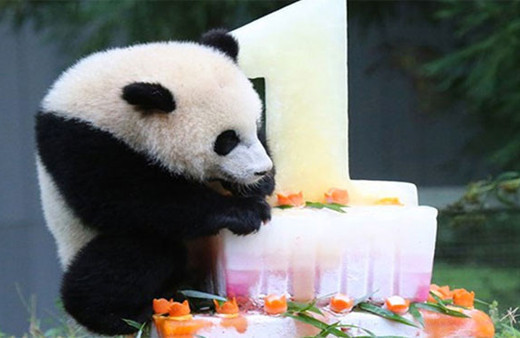 Vaftiz annesi Macron olan panda 1 aylık oldu