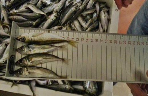 Tonlarca istavrite el konuldu