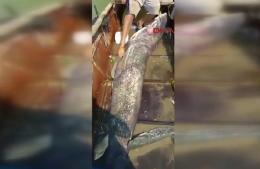 80 kiloluk balık yakaladılar