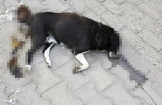 İşçiler korkunç manzarayı ihbar etti: Köpek katliamı!